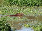 Image: Capybara - The Iber Marshlands