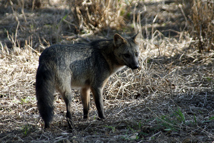 BR0511EM467_pantanal-fox.jpg [&copy; Last Frontiers Ltd]