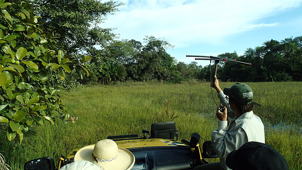 BR0519NR0029_caiman-jaguar-tracking.jpg [&copy; Last Frontiers Ltd]