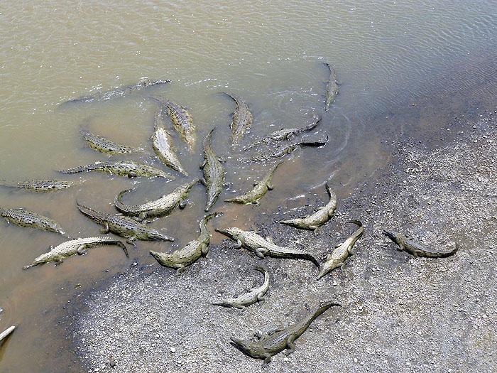 CR0508SM286_crocodiles.jpg [&copy; Last Frontiers Ltd]