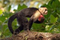 Family Costa Rica itinerary thumbnail