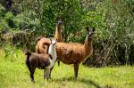 Image: Hacienda Zuleta - Otavalo and surrounds