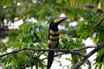 Image: Sacha Lodge - The Amazon