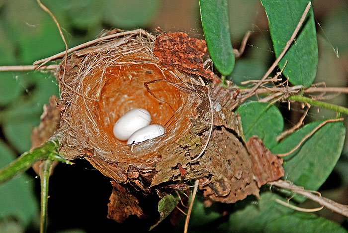 SV0211SP11_hummingbird-nest.jpg [&copy; Last Frontiers Ltd]