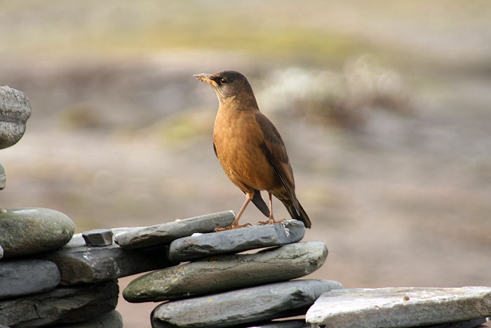 FK0310LD0544_sealion-tussacbird.jpg [&copy; Last Frontiers Ltd]