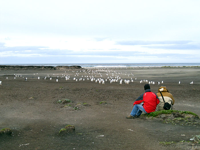 FK0310LD0557_sealion-gentoo-penguins.jpg [&copy; Last Frontiers Ltd]