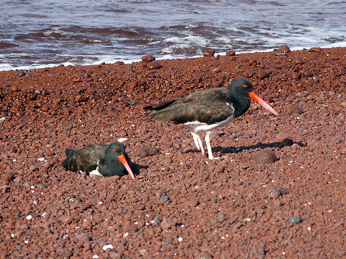 GP0310SM181_rabida-oyster-catchers.jpg [&copy; Last Frontiers Ltd]