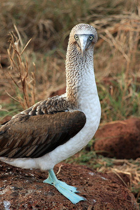 GP0608ED209_north-seymour-blue-footed-booby.jpg [&copy; Last Frontiers Ltd]