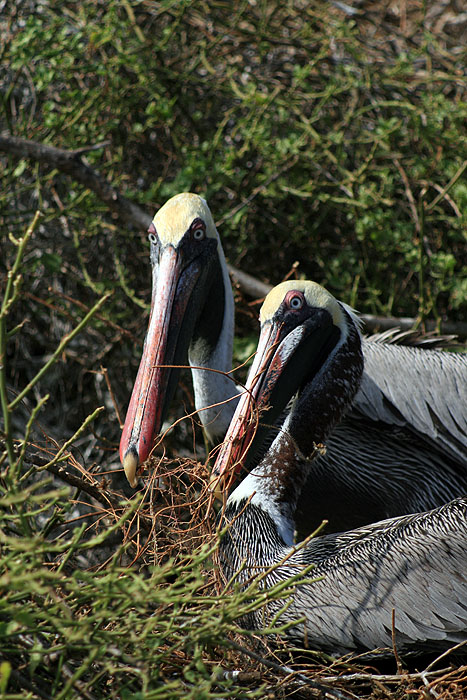GP0608ED354_rabida-pelican.jpg [&copy; Last Frontiers Ltd]