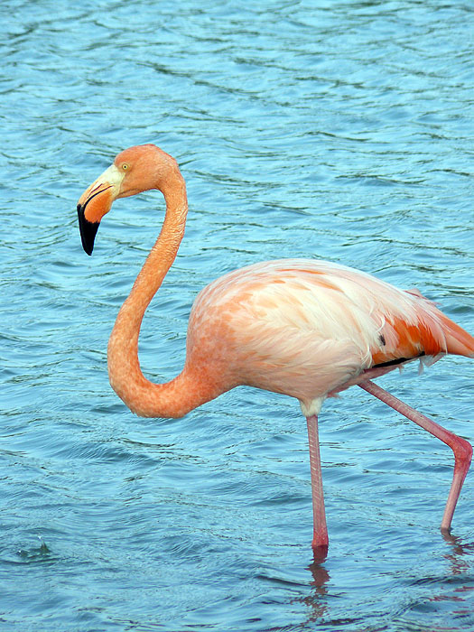 GP0608RB0760_flamingoes-santa-cruz.jpg [&copy; Last Frontiers Ltd]