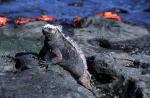 Image: Marine iguana - Galapagos yachts and cruises