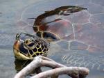 Giant turtle