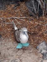 Image: Blue-footed booby - The uninhabited islands