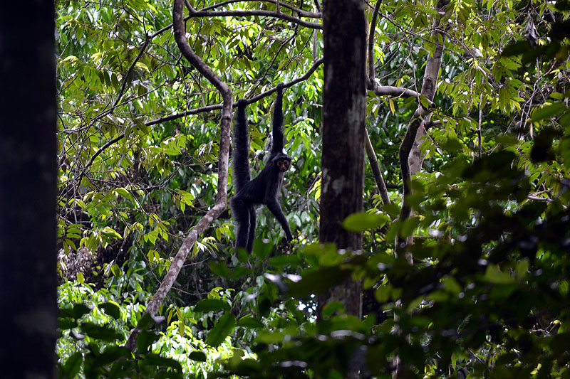 GY0917ED301_iwokrama-black-spider-monkey.jpg [&copy; Last Frontiers Ltd]