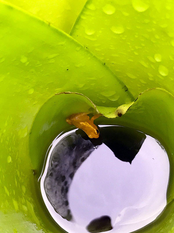 GY0917ED584_kaieteur-gold-frog.jpg [&copy; Last Frontiers Ltd]