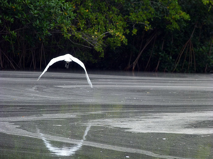 NI0913SM0607_juan-venado-and-mangroves-heron.jpg [&copy; Last Frontiers Ltd]