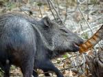 Wild white collared peccary