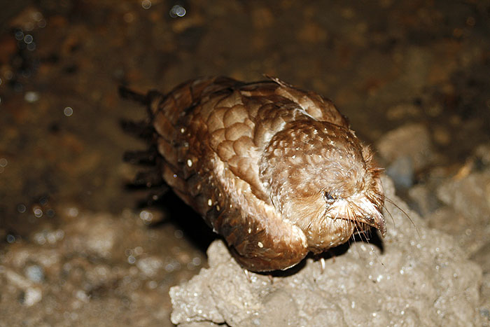 VE0907EM406_cueva_del_guacharo.jpg [&copy; Last Frontiers Ltd]